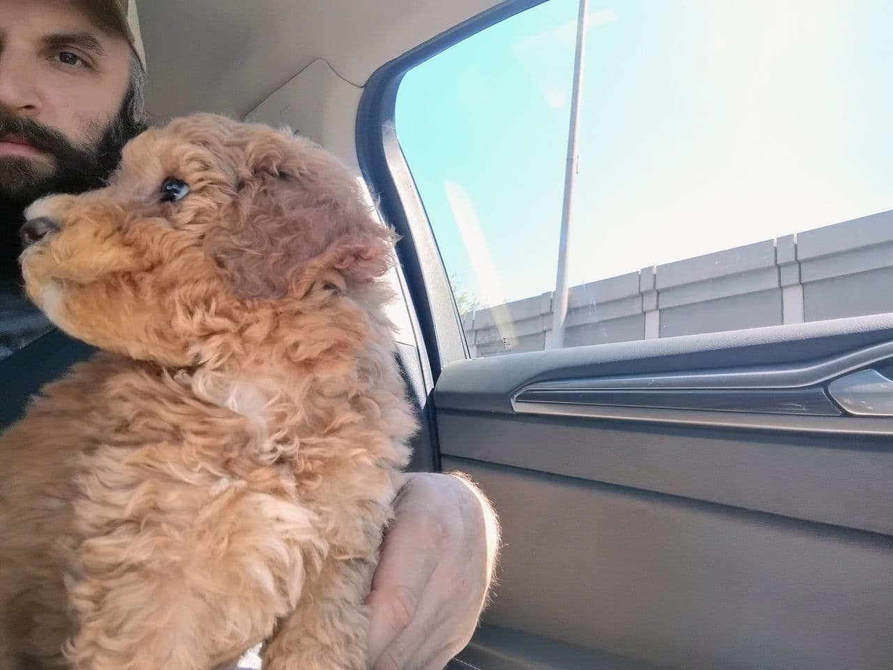 Pet travel photo 1