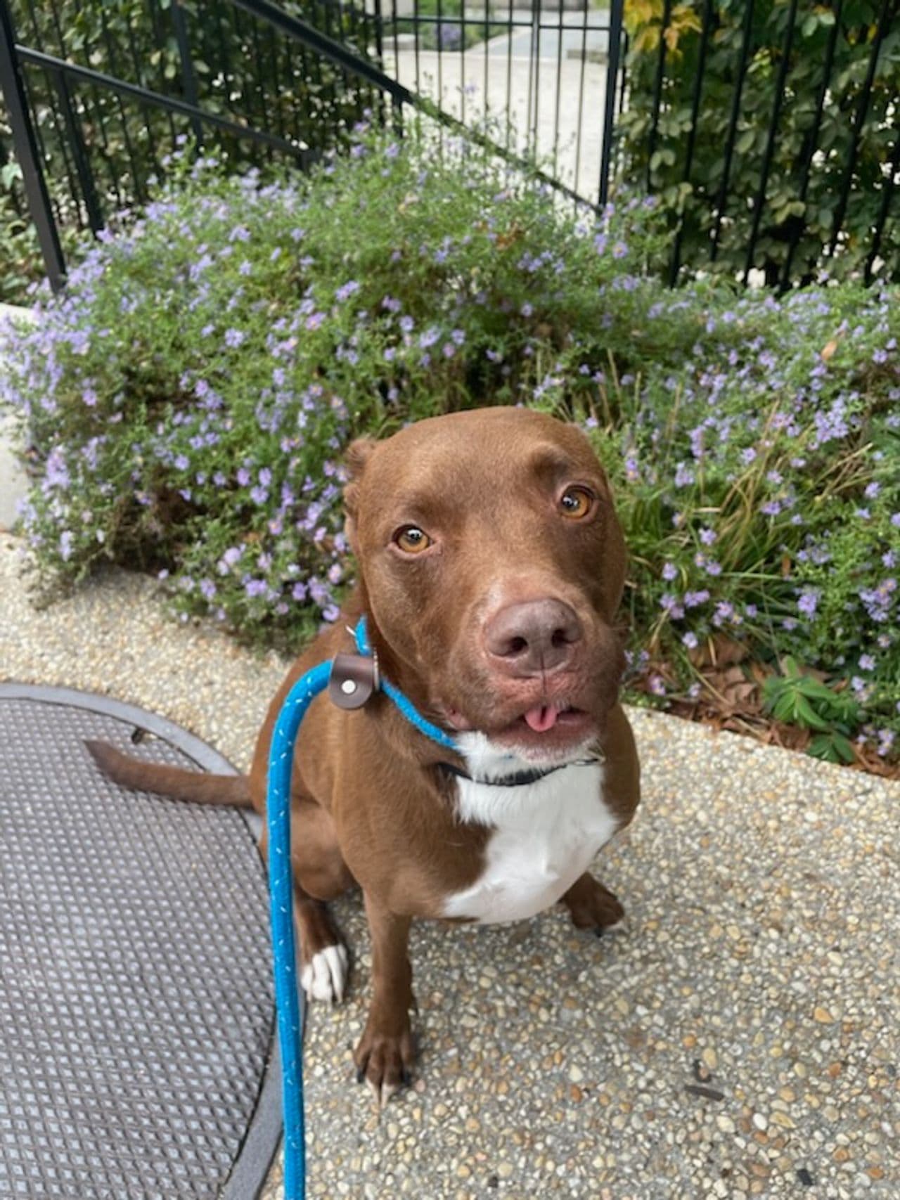 Pet travel photo 1