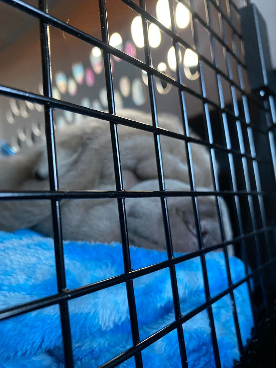 Pet travel photo 5