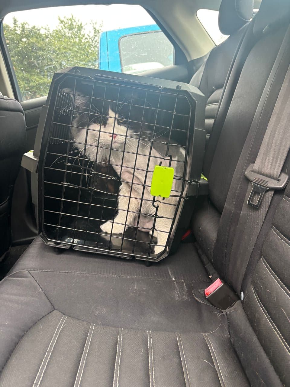 Pet travel photo 1