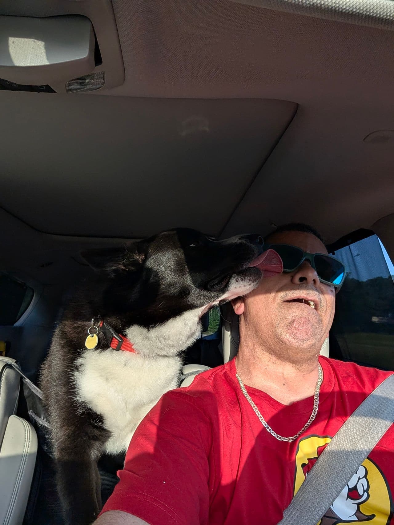 Pet travel photo 6