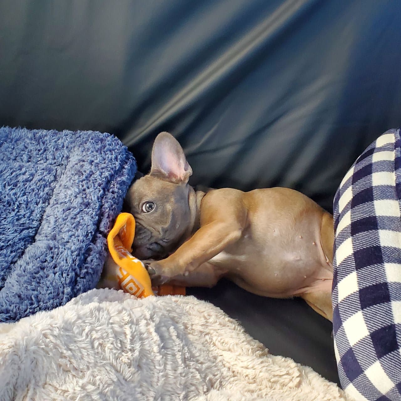 Pet travel photo 6