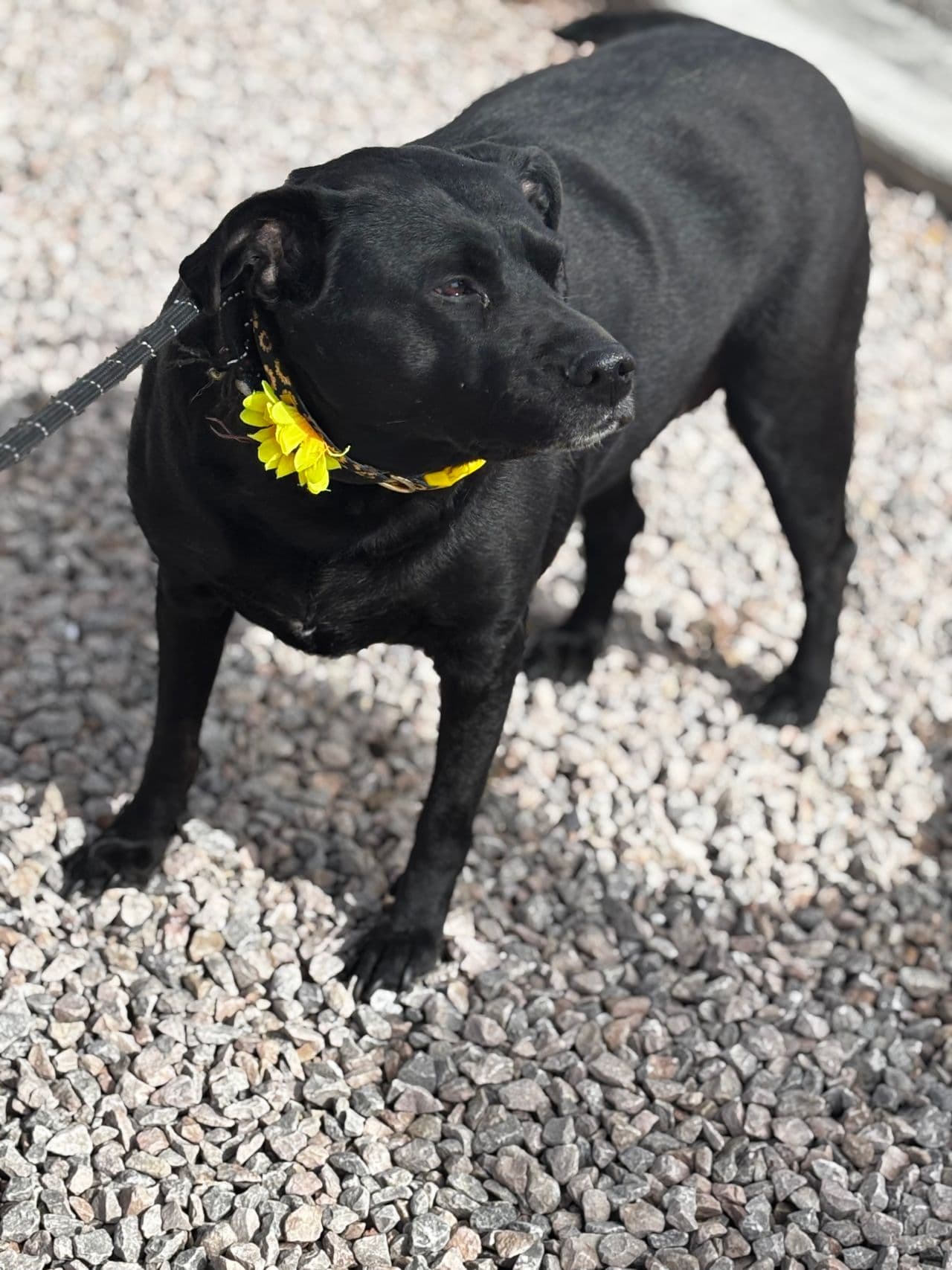 Pet travel photo 6