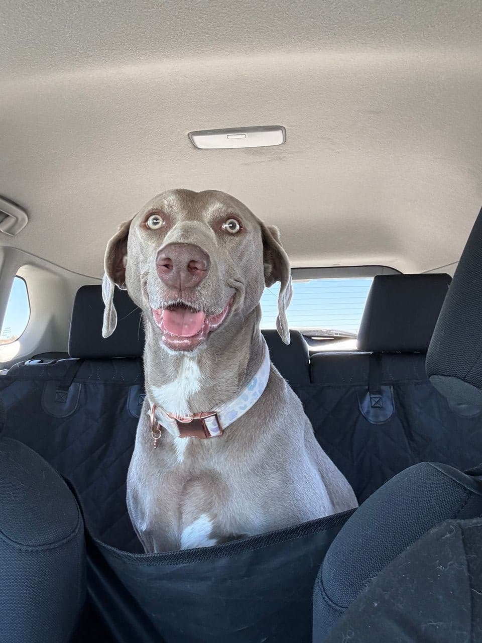 Pet travel photo 6