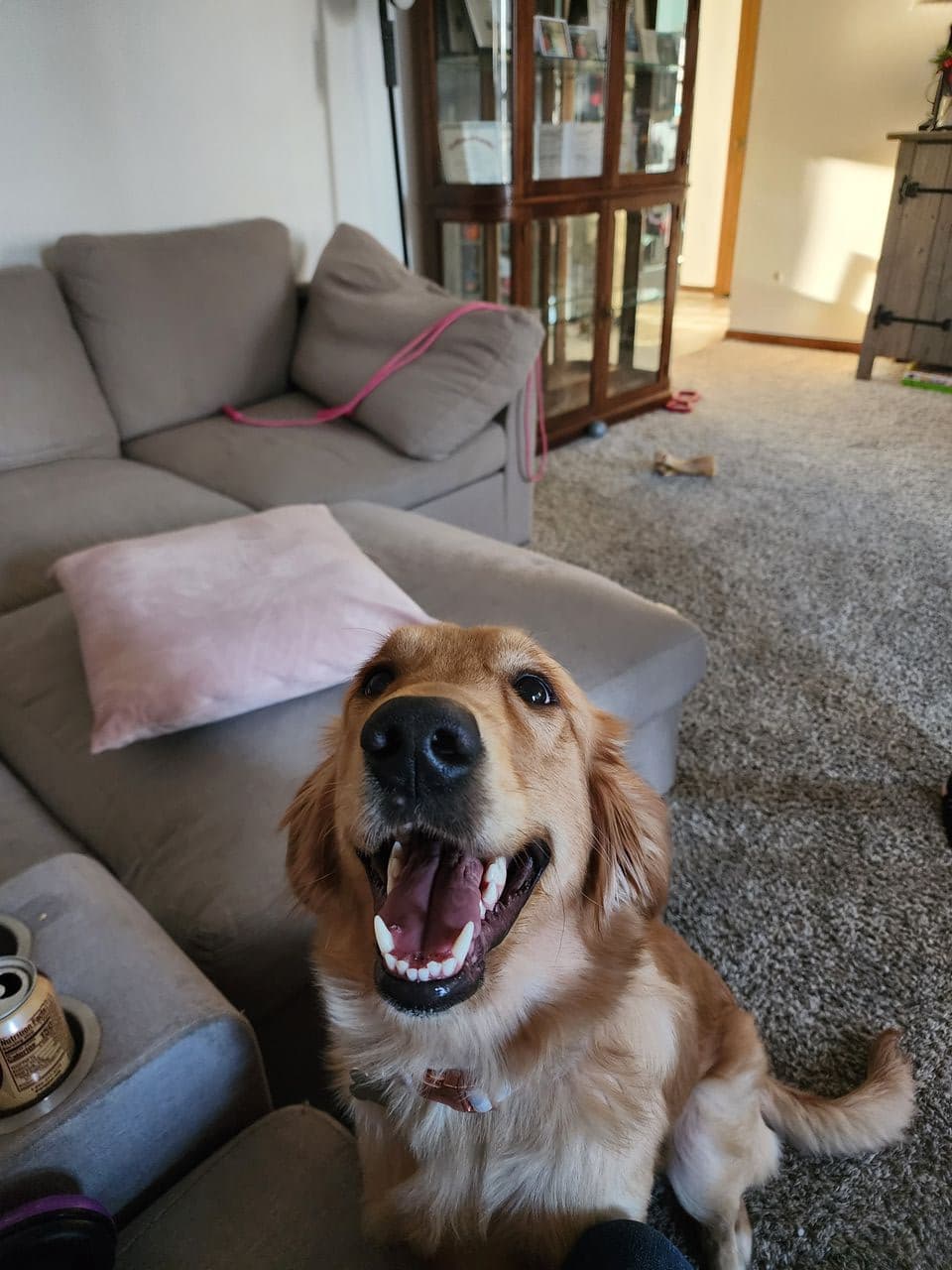 Pet travel photo 3
