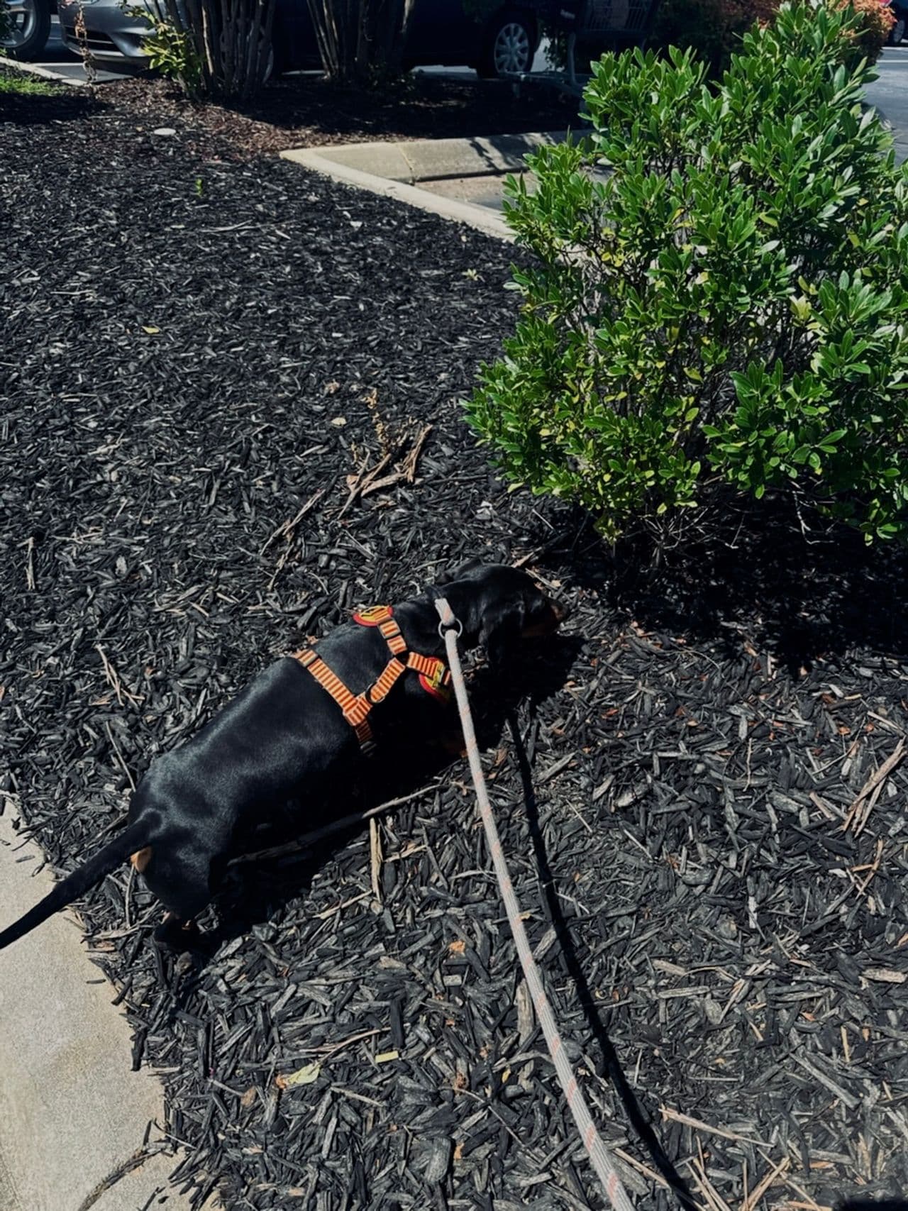 Pet travel photo 4