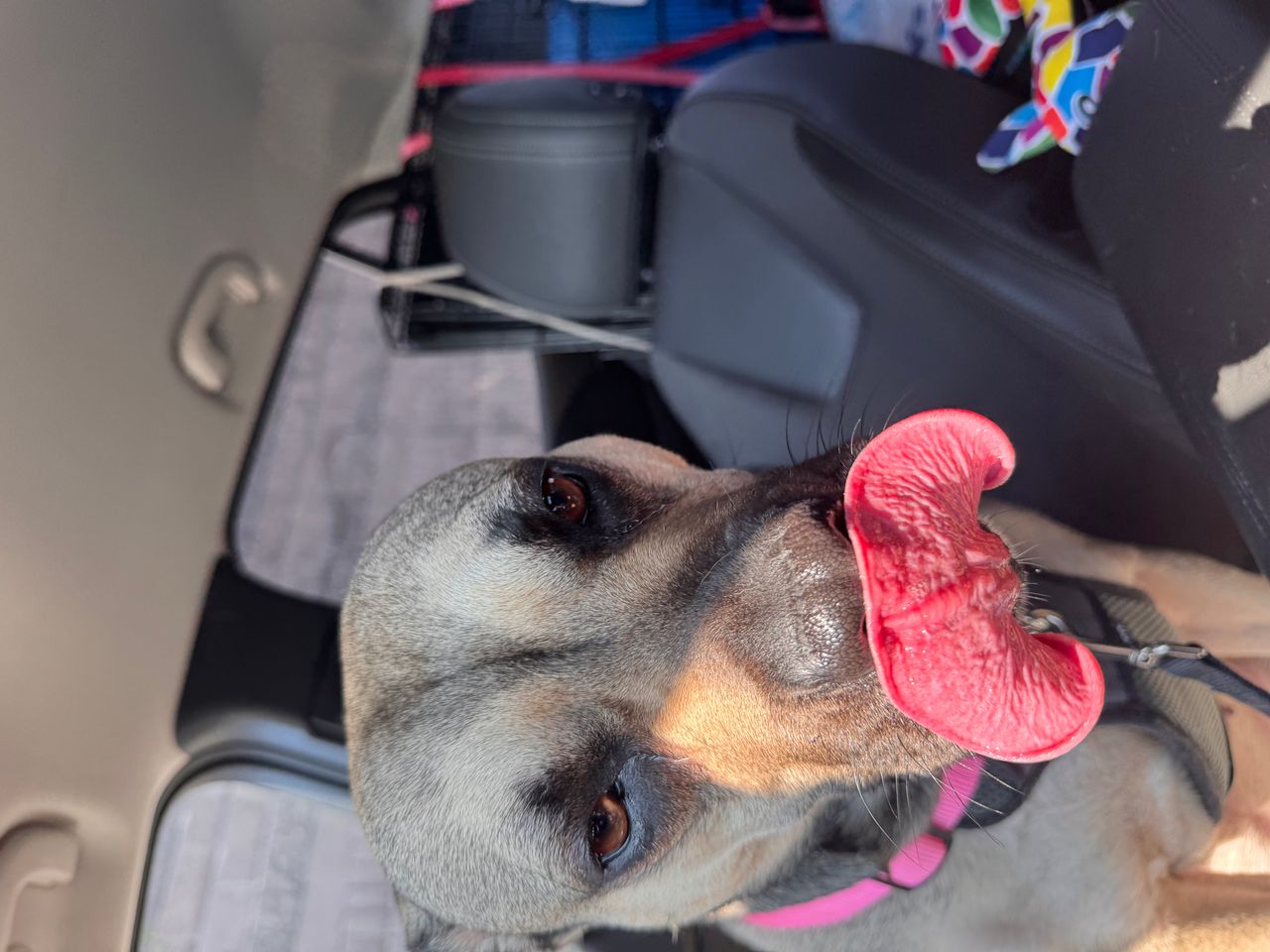 Pet travel photo 4