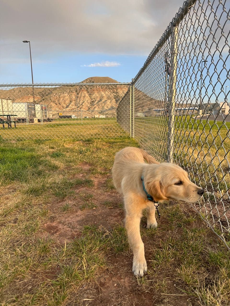 Pet travel photo 1