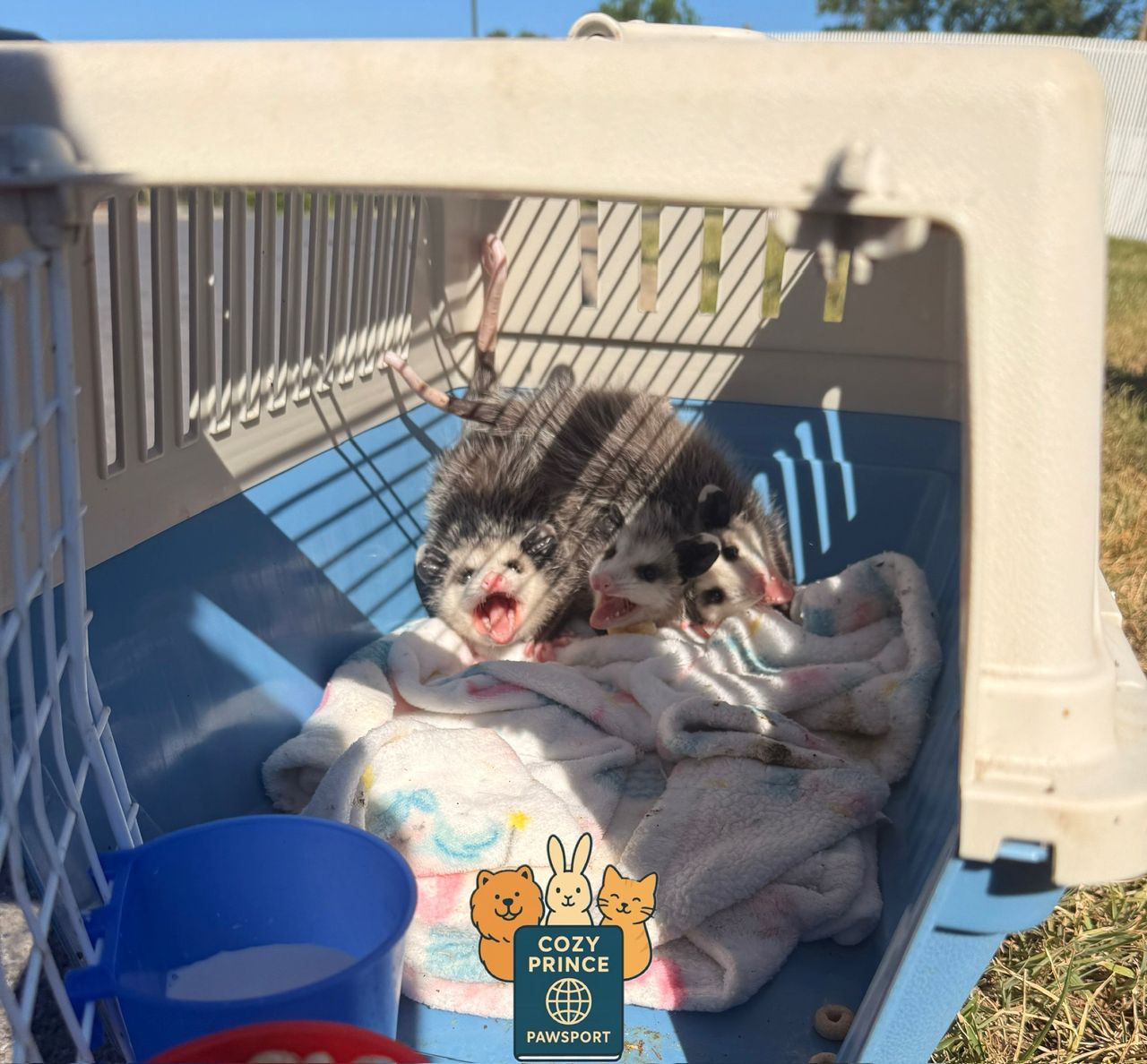 Pet travel photo 2