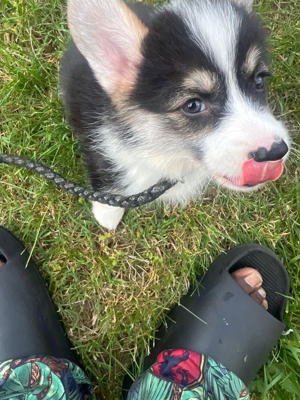 Pet travel photo 2