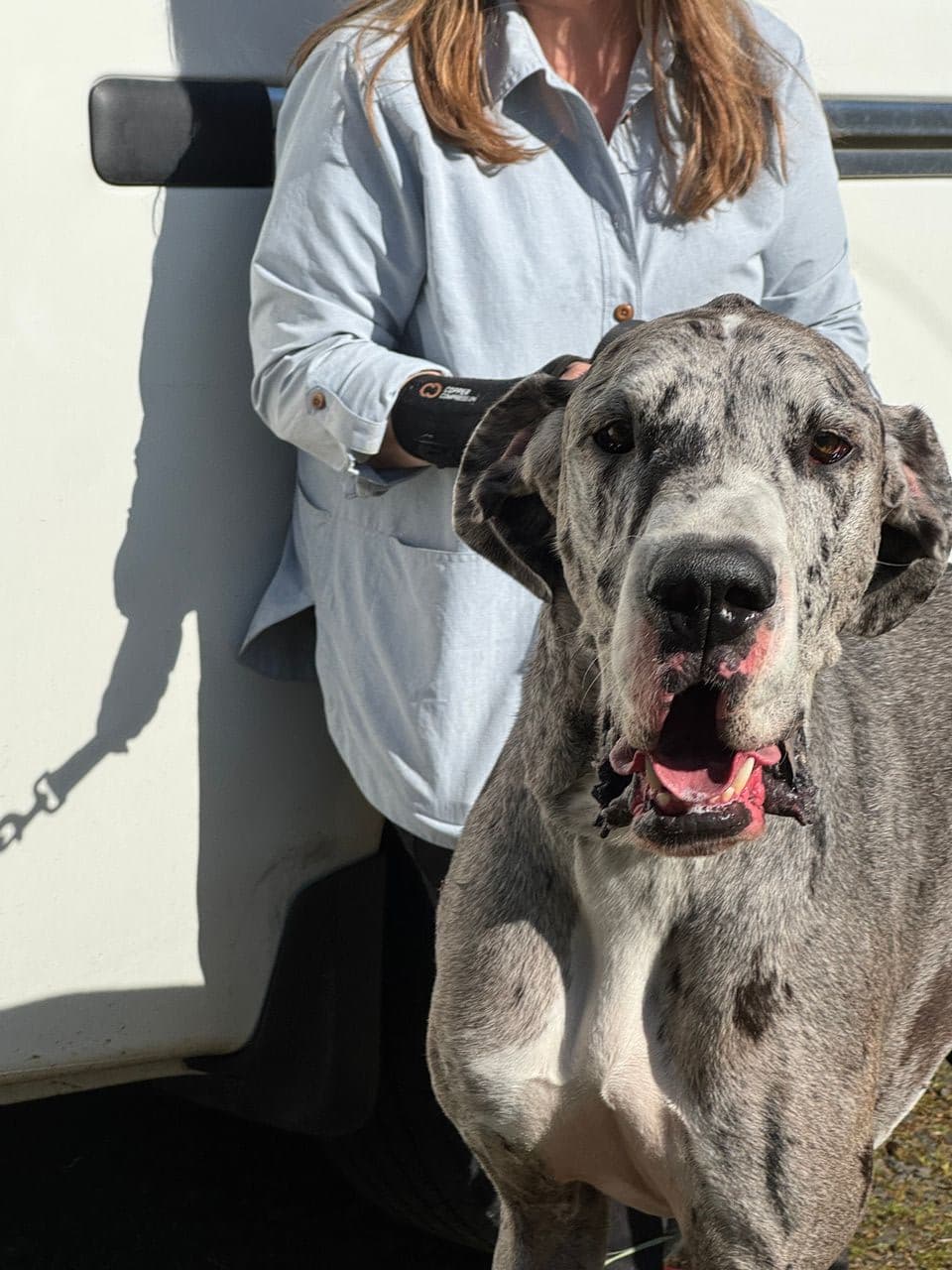 Pet travel photo 2