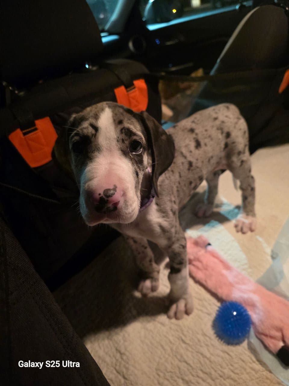 Pet travel photo 5