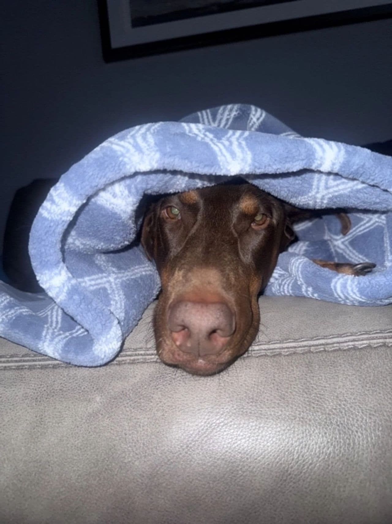 Pet travel photo 3