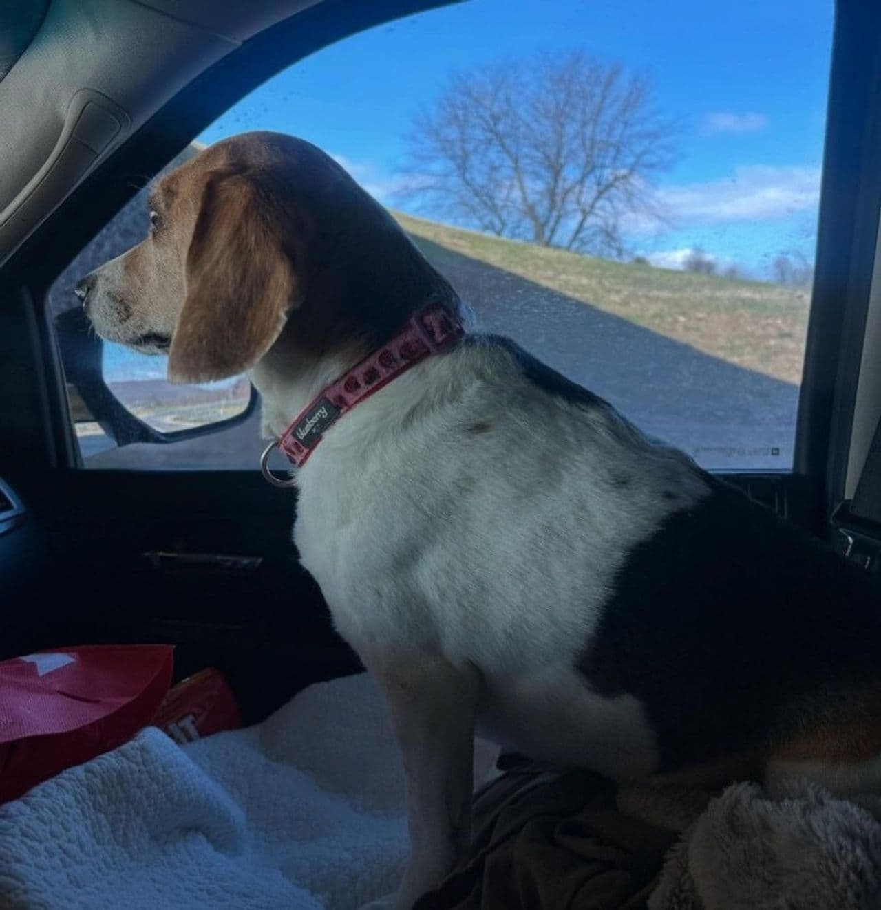 Pet travel photo 1