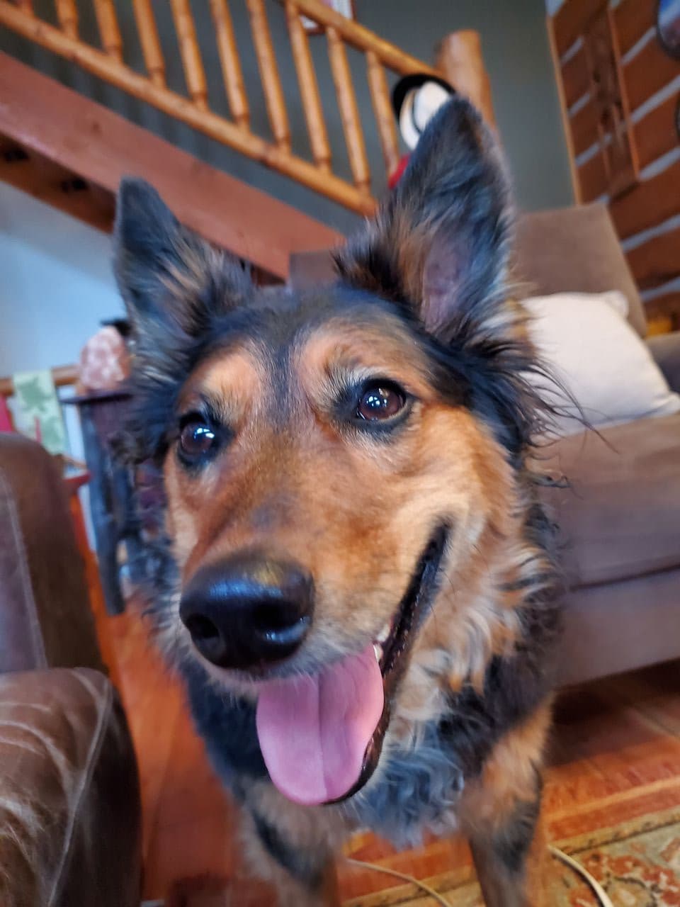 Pet travel photo 2