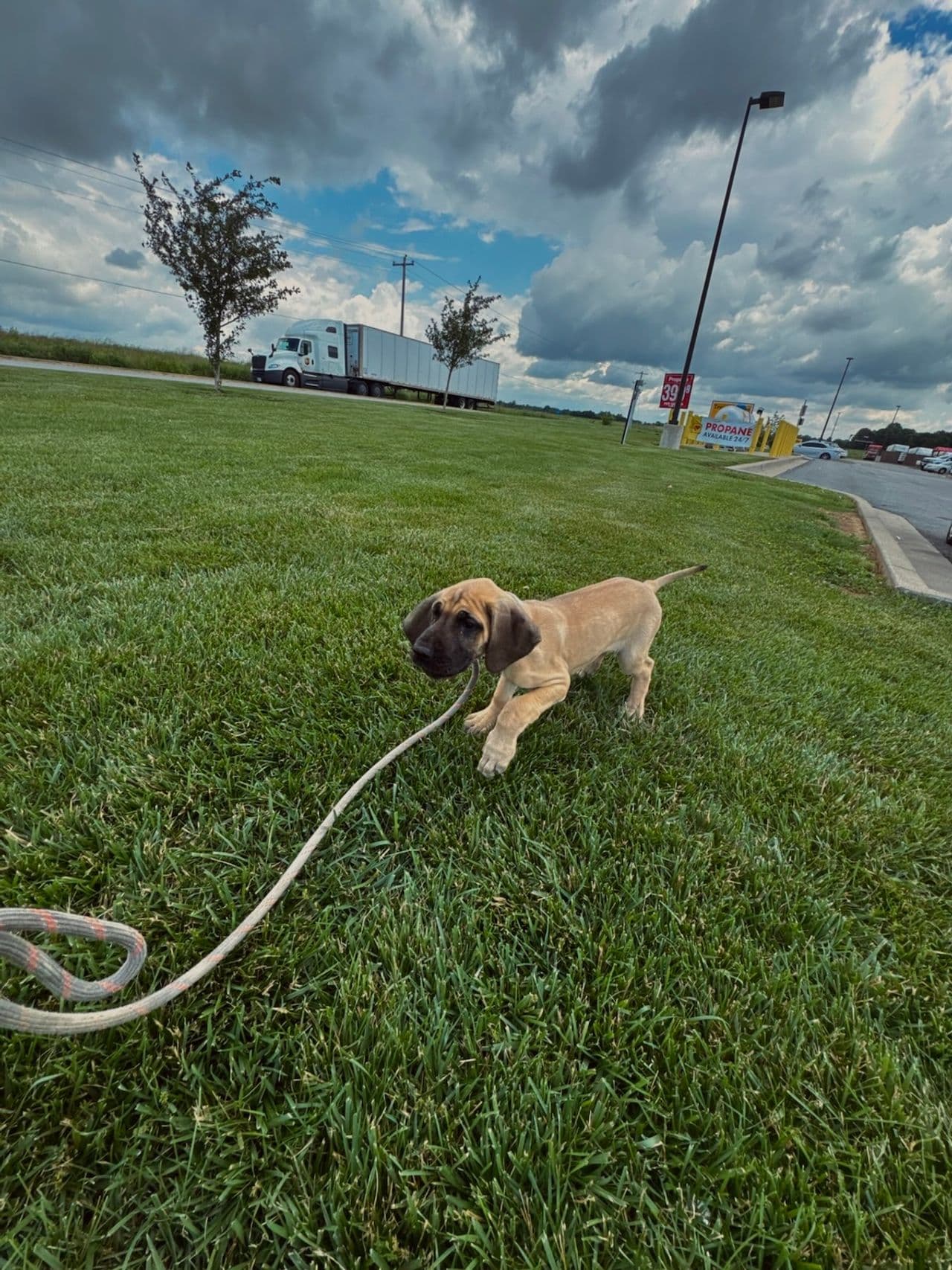 Pet travel photo 2