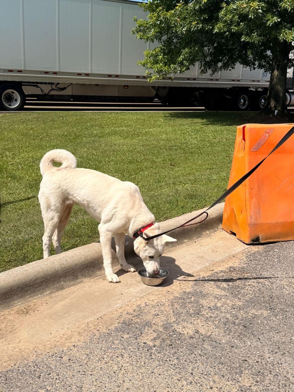 Pet travel photo 5