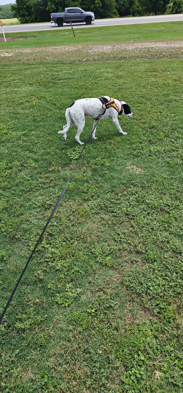 Pet travel photo 1