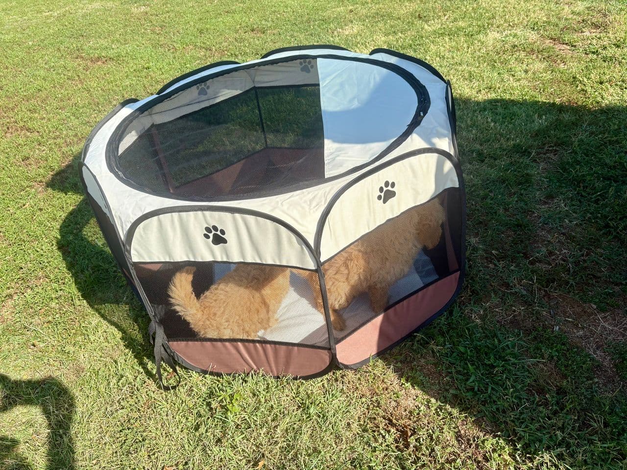 Pet travel photo 3
