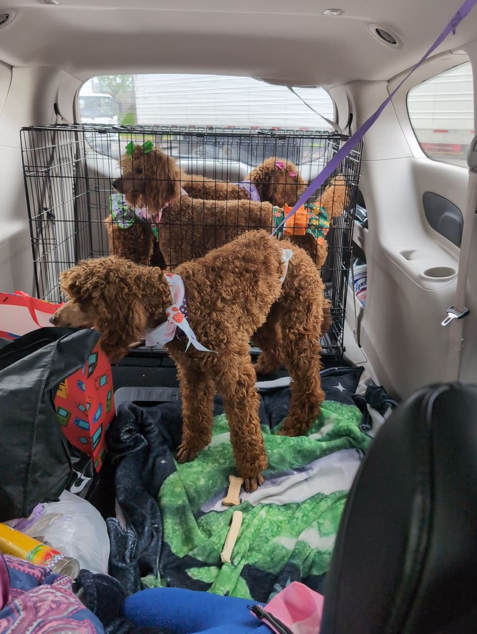Pet travel photo 1