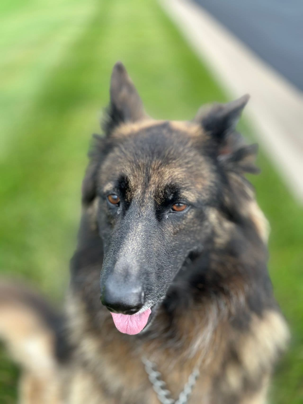 Pet travel photo 1