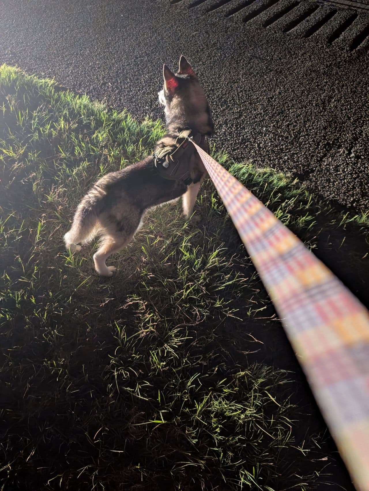 Pet travel photo 1