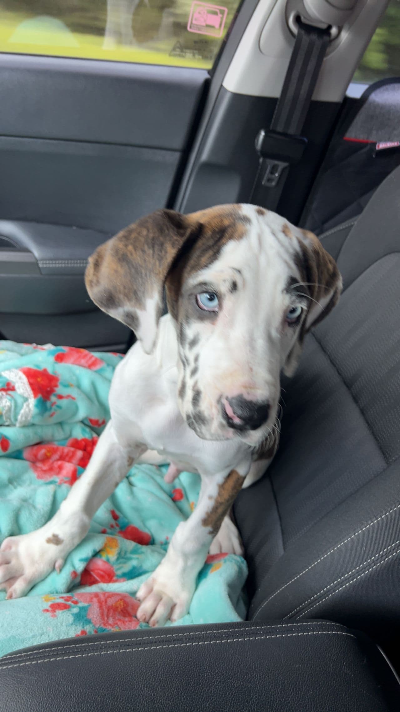 Pet travel photo 2