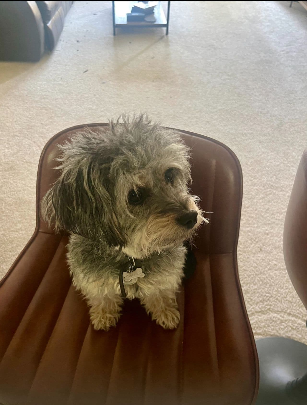 Pet travel photo 4