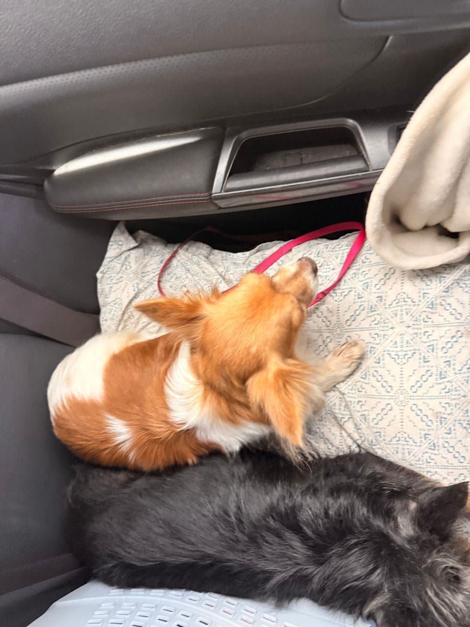 Pet travel photo 3
