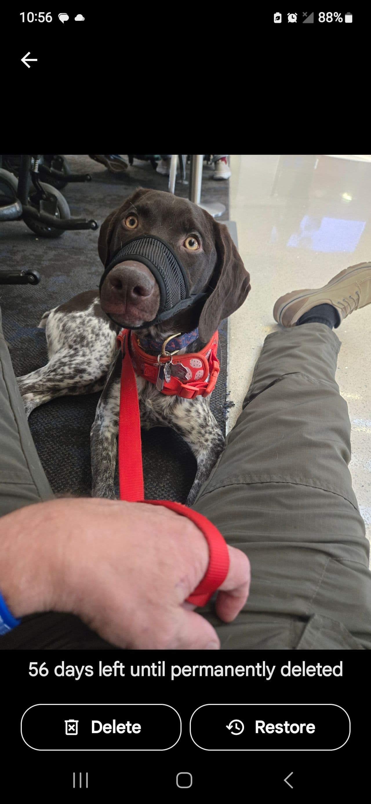 Pet travel photo 5