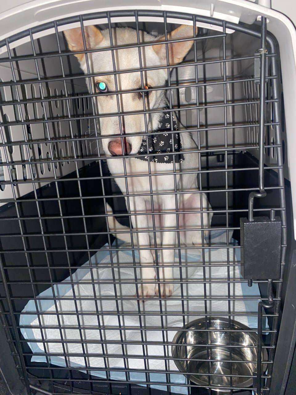 Pet travel photo 6