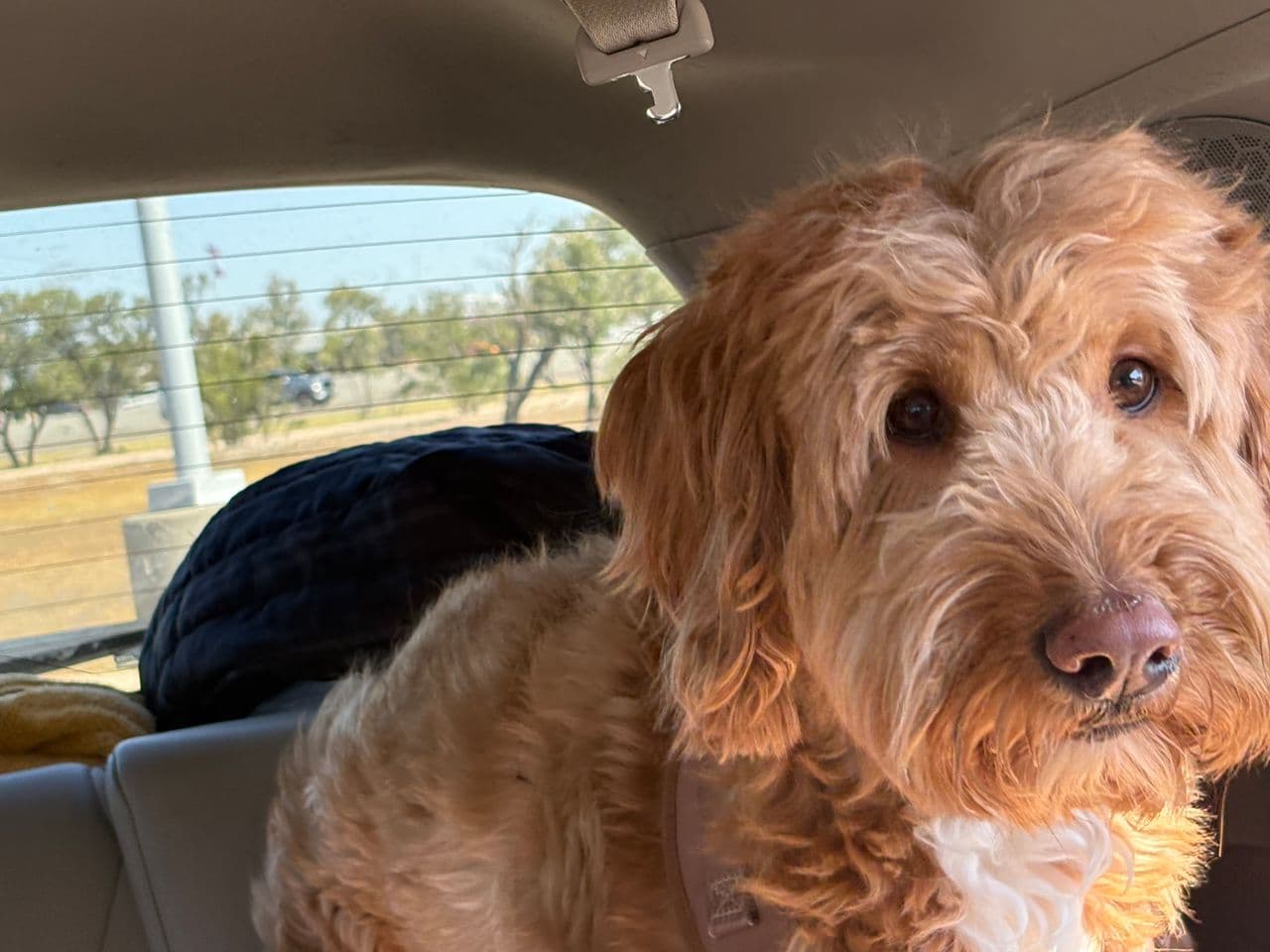 Pet travel photo 4