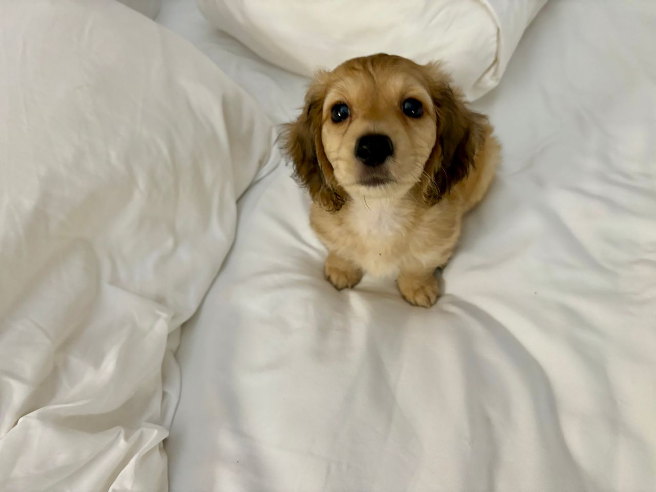 Pet travel photo 5