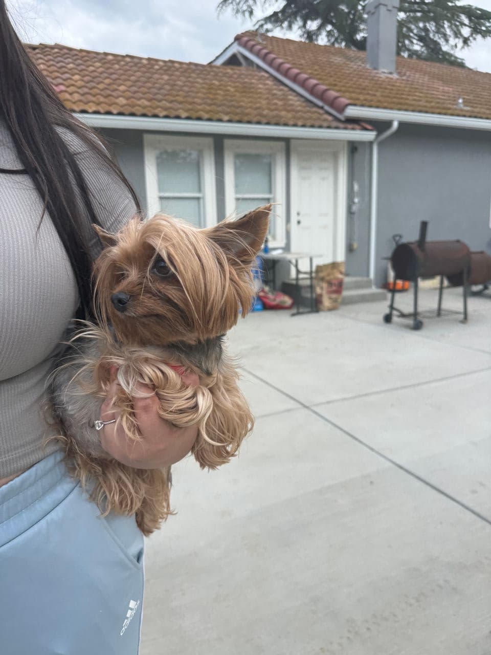 Pet travel photo 3