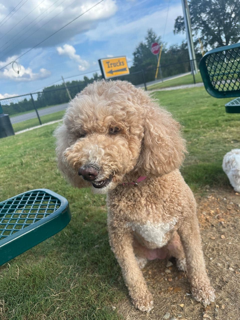 Pet travel photo 1