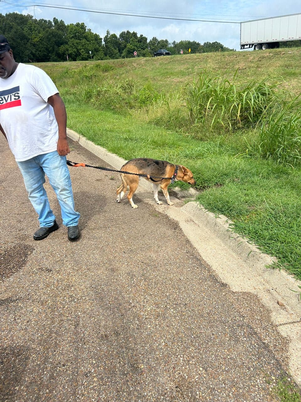 Pet travel photo 2