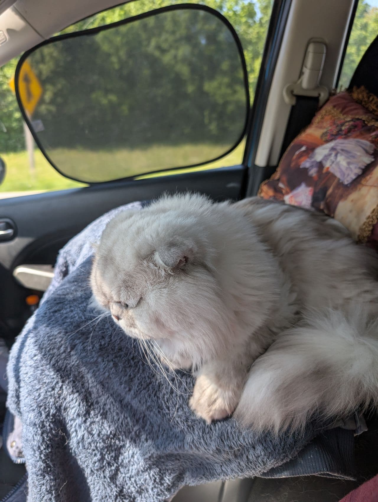 Pet travel photo 6