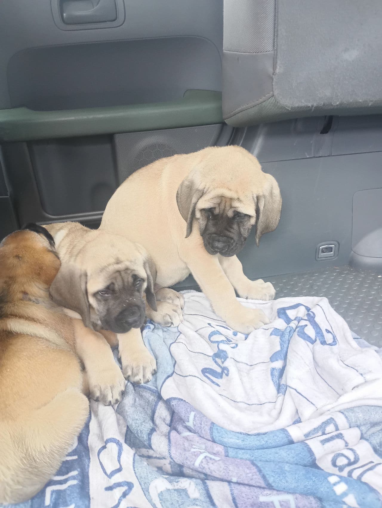 Pet travel photo 5