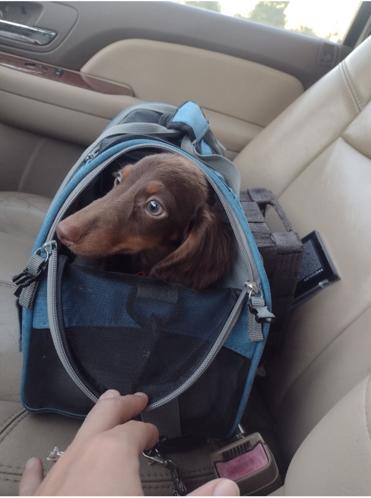 Pet travel photo 3
