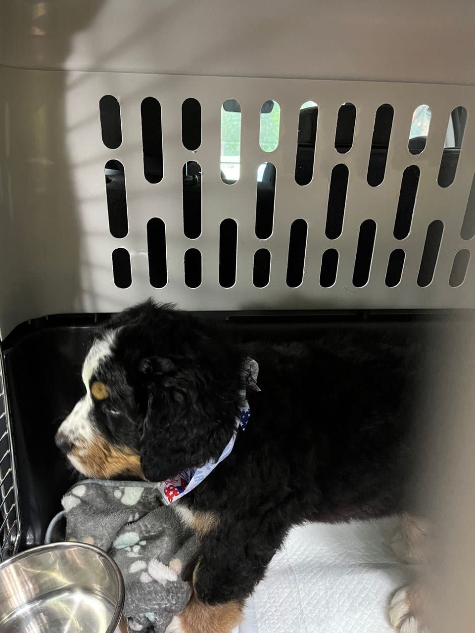 Pet travel photo 2