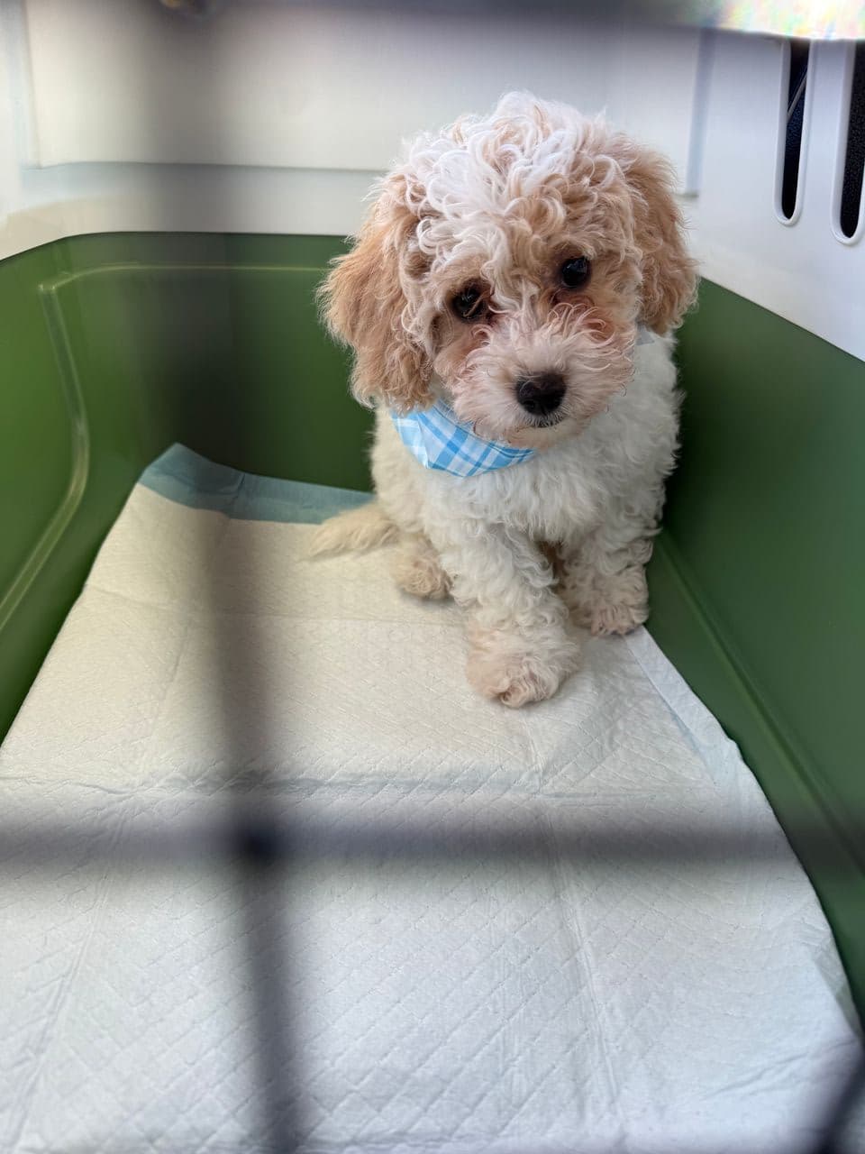 Pet travel photo 3