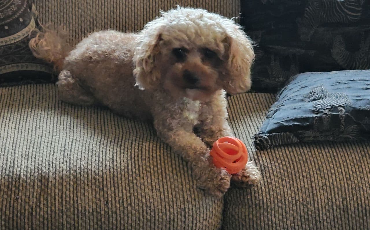 Pet travel photo 4