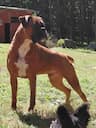 La familia animal transport and flight nanny