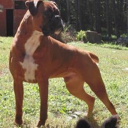 La familia animal transport and flight nanny