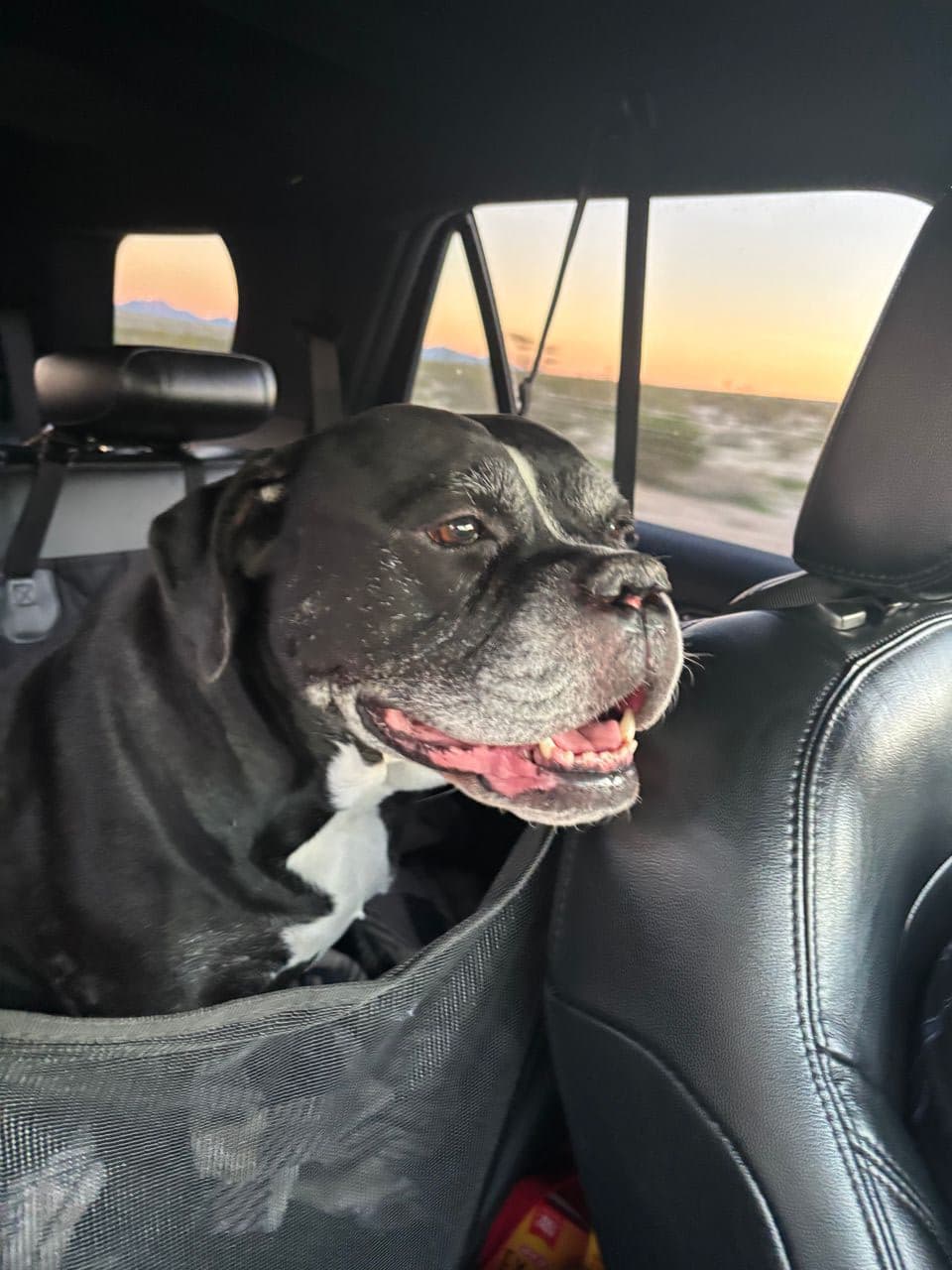 Pet travel photo 3