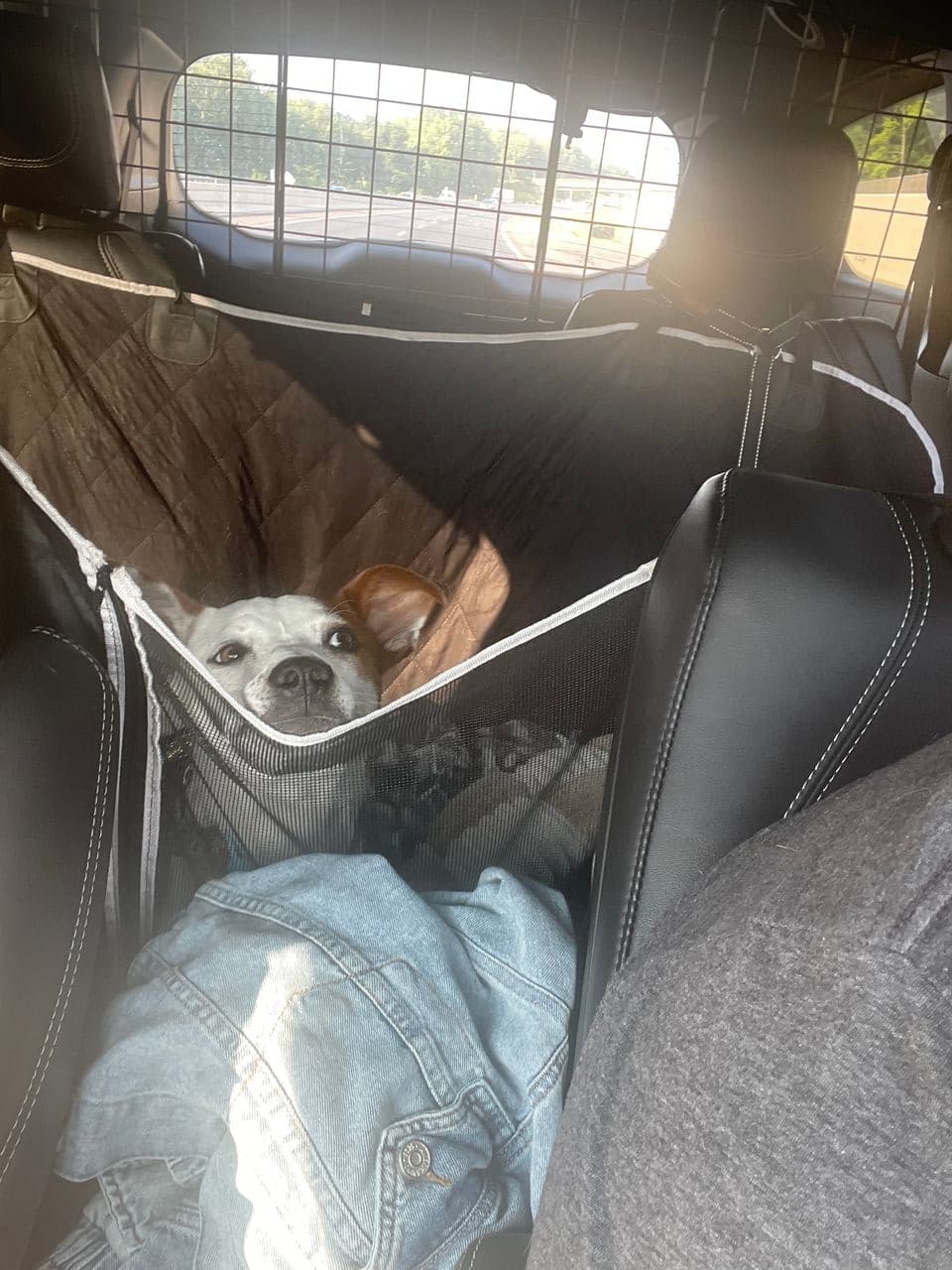 Pet travel photo 4