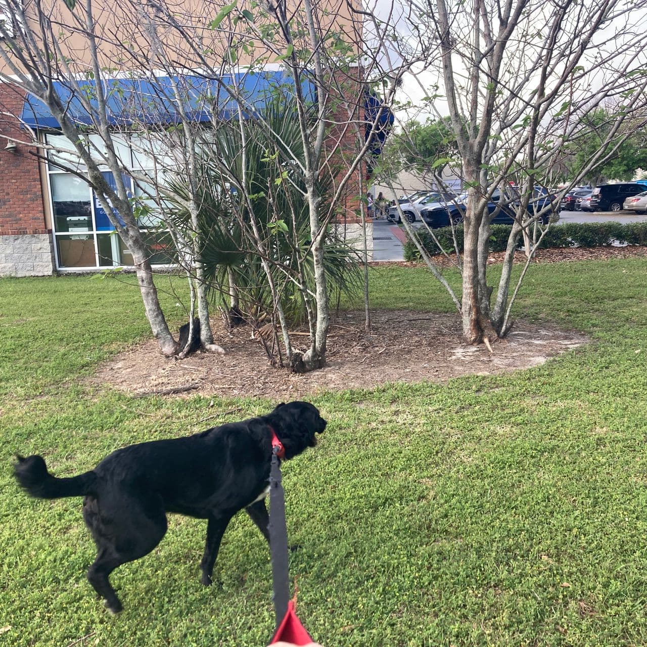 Pet travel photo 1