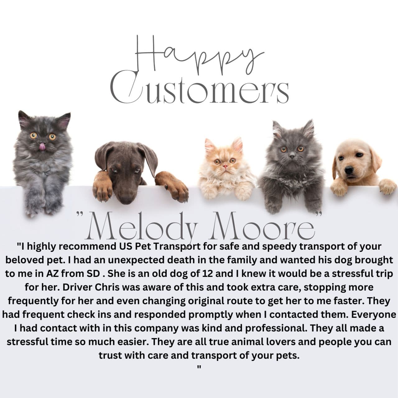 Pet travel photo 1