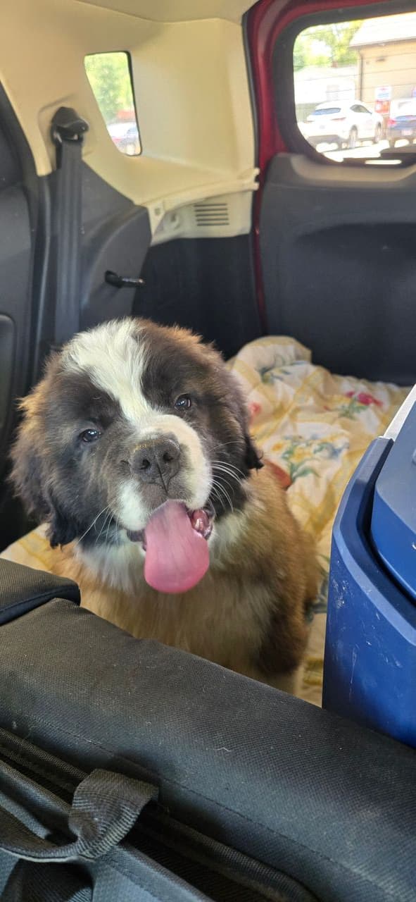 Pet travel photo 4