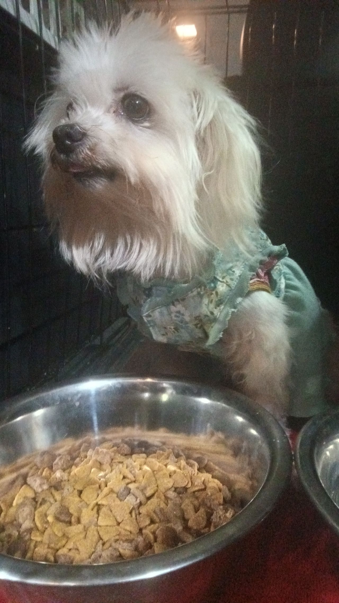 Pet travel photo 3
